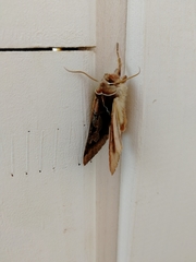 Perigrapha circumducta