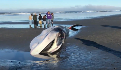 Fin Whale photographed in Oregon