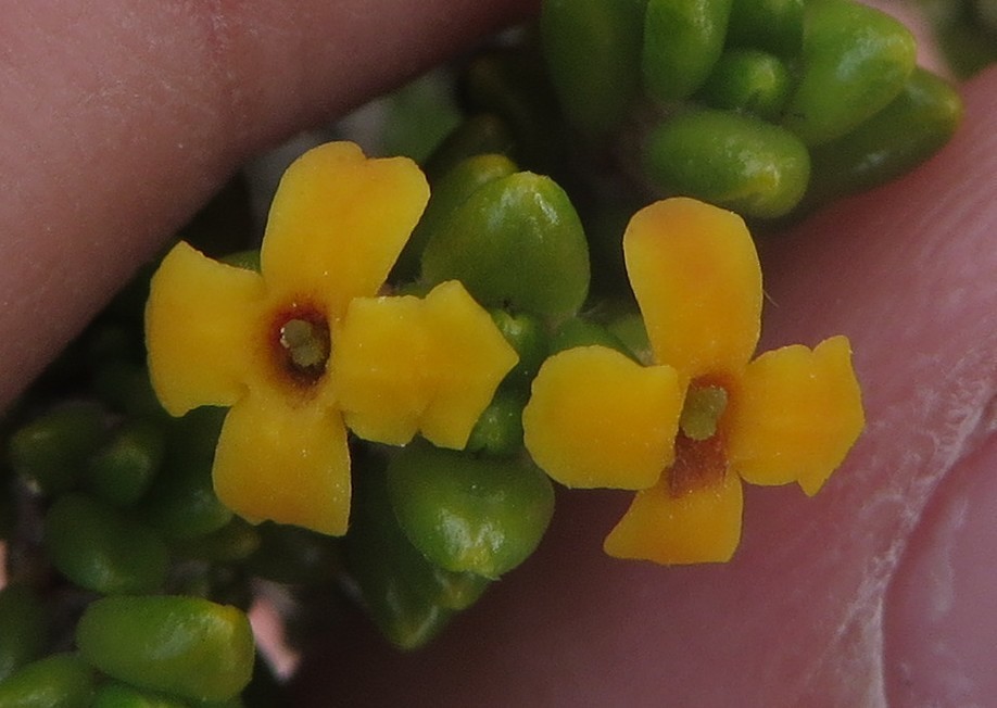 Saltwater Bush