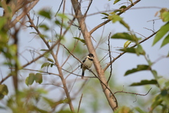 Sporophila morelleti morelleti
