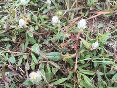 Gomphrena nealleyi
