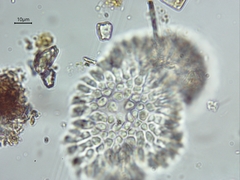 Anthophysa
