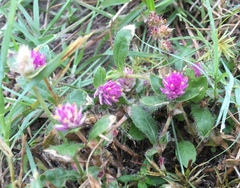 Gomphrena nealleyi