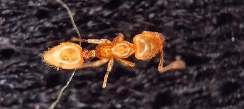 Solenopsis helenaSolenopsis helena