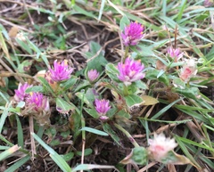Gomphrena nealleyi