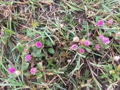 Gomphrena nealleyi