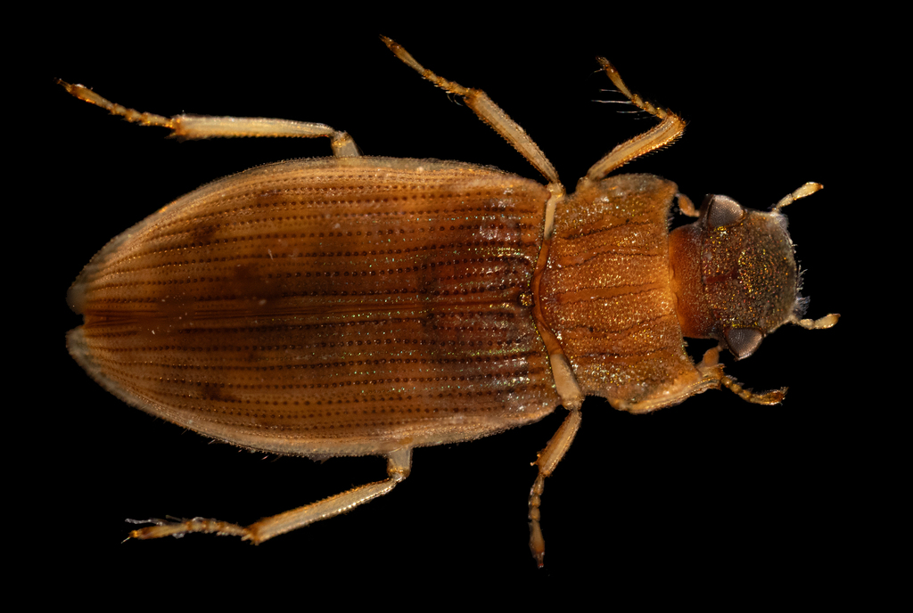 Helophorus from O'mnodelger, Khentii, Mongolia on August 1, 2017 by ...