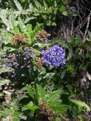Ceanothus papillosus