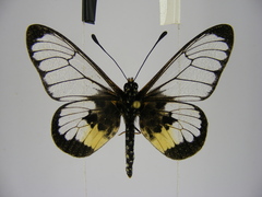 Acraea semivitrea