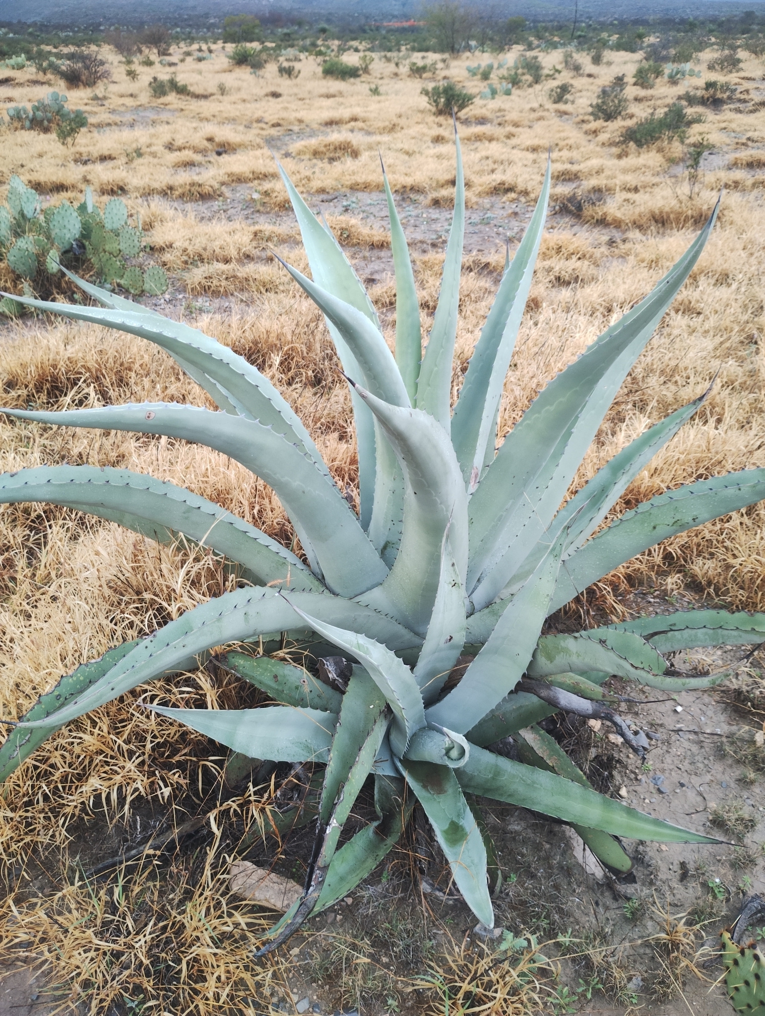 Agave asperrima