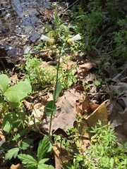 Cardamine bulbosa