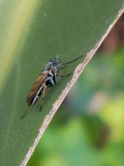 Diptera