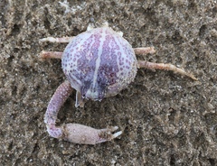 Persephona aquilonaris