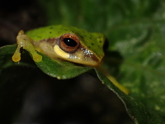 Beautiful Bush Frog photo 3