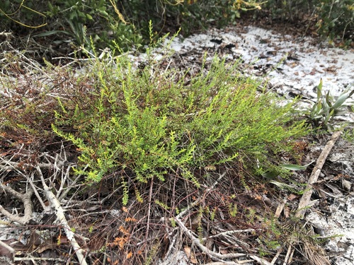 Image of Lechea deckertii by (c) jonsense, some rights reserved (CC BY)