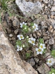Linanthus demissus