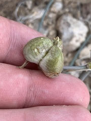 Androstephium breviflorum