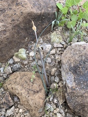 Androstephium breviflorum