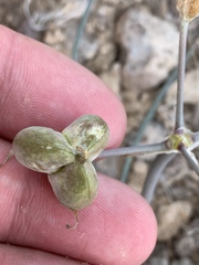 Androstephium breviflorum