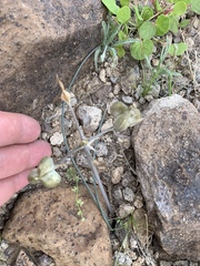 Androstephium breviflorum