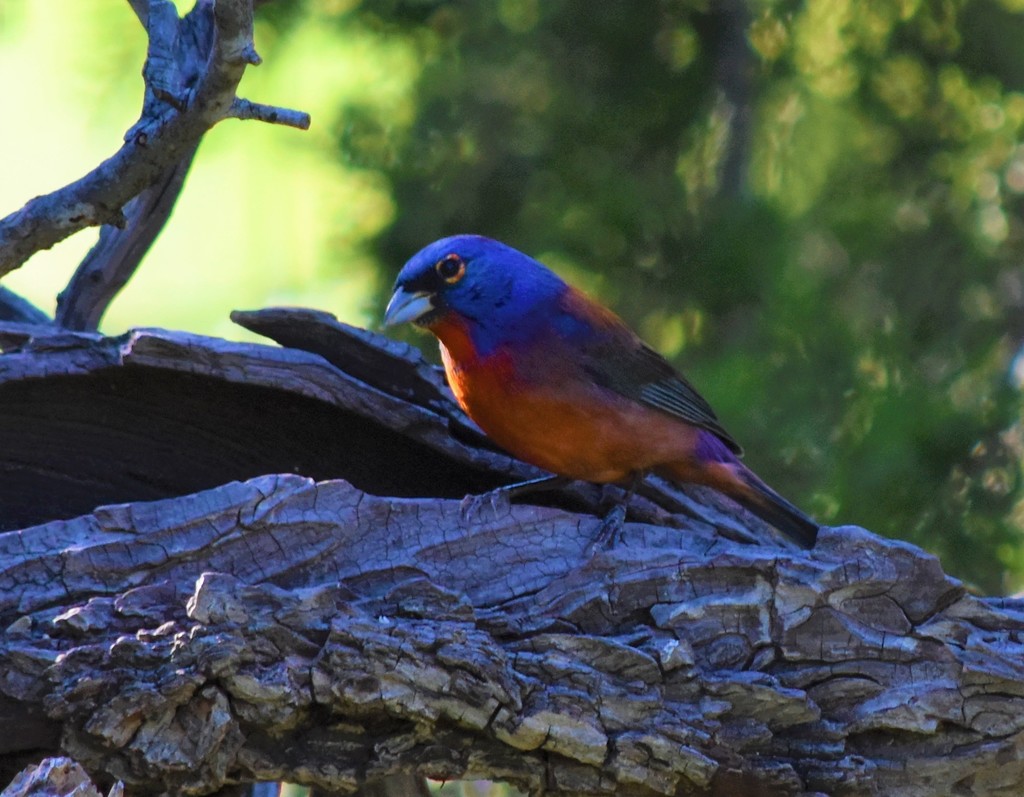 Painted × Varied Bunting