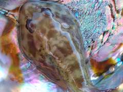 Diplocrepis puniceus