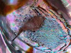 Diplocrepis puniceus