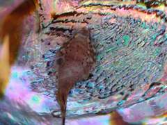 Diplocrepis puniceus