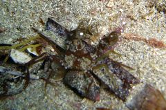 Halicarcinus