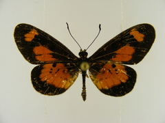 Acraea acerata
