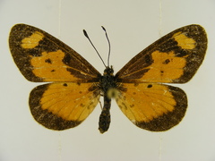 Acraea acerata