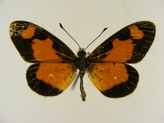 Acraea acerata