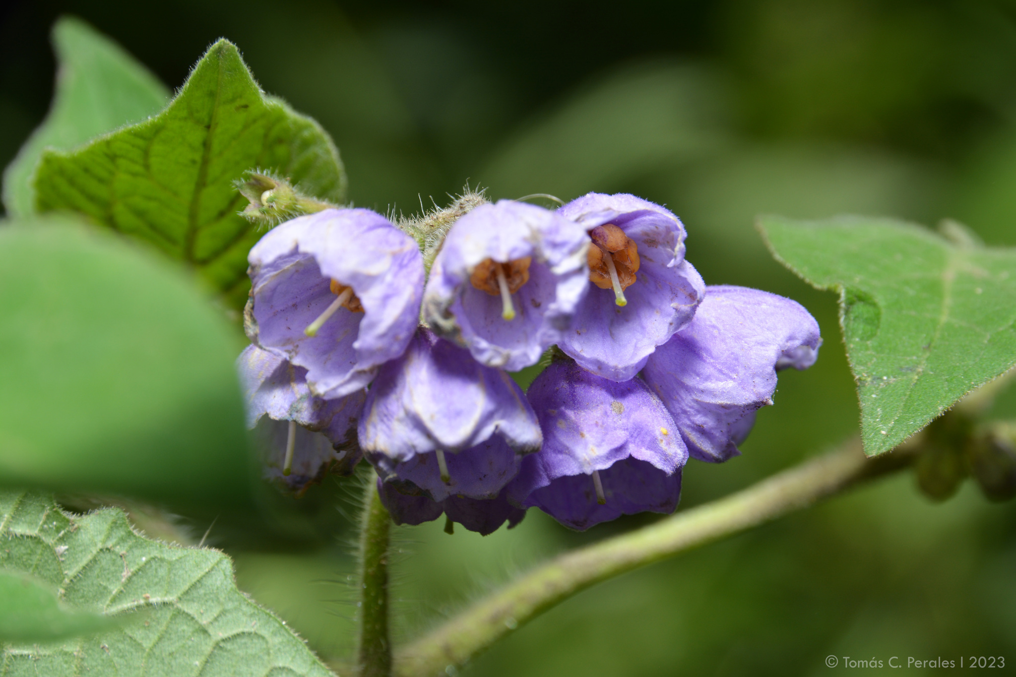 Solanum fiebrigii