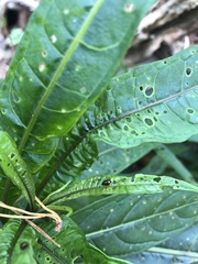 Psylliodes brettinghami