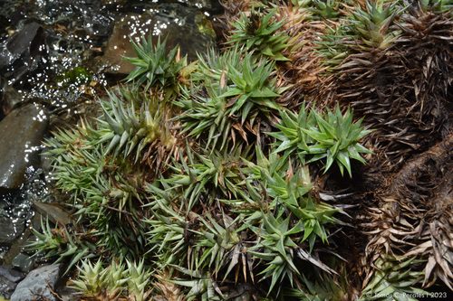 Deuterocohnia brevifolia