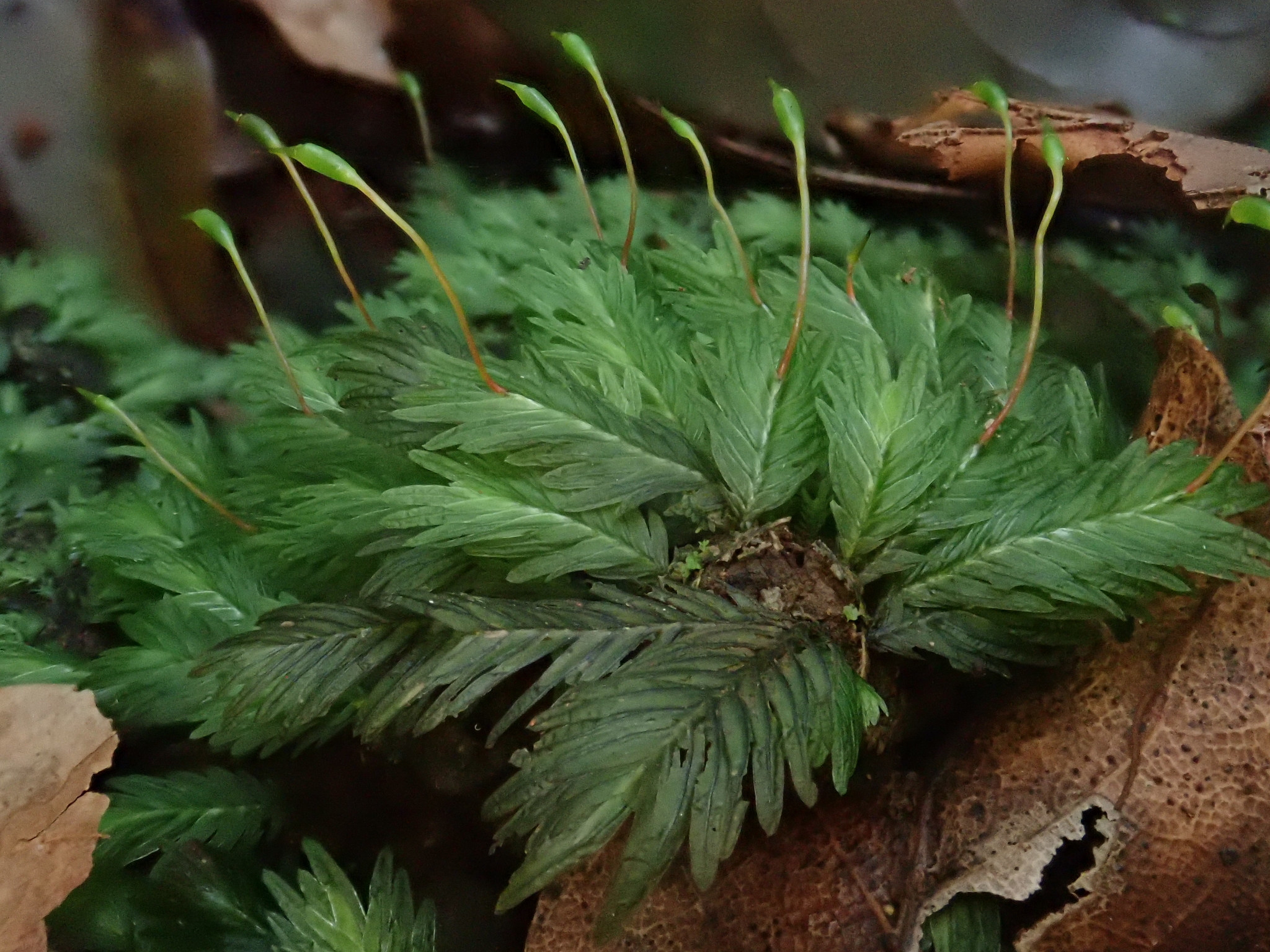 Fissidens serrulatus