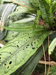 Psylliodes brettinghami