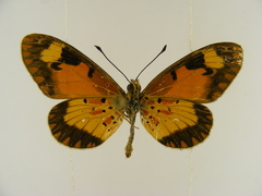 Acraea acerata