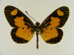 Acraea acerata