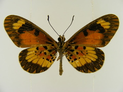 Acraea acerata