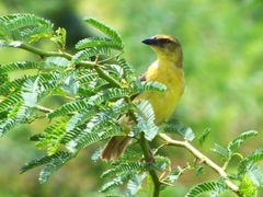 Ploceus xanthopterus
