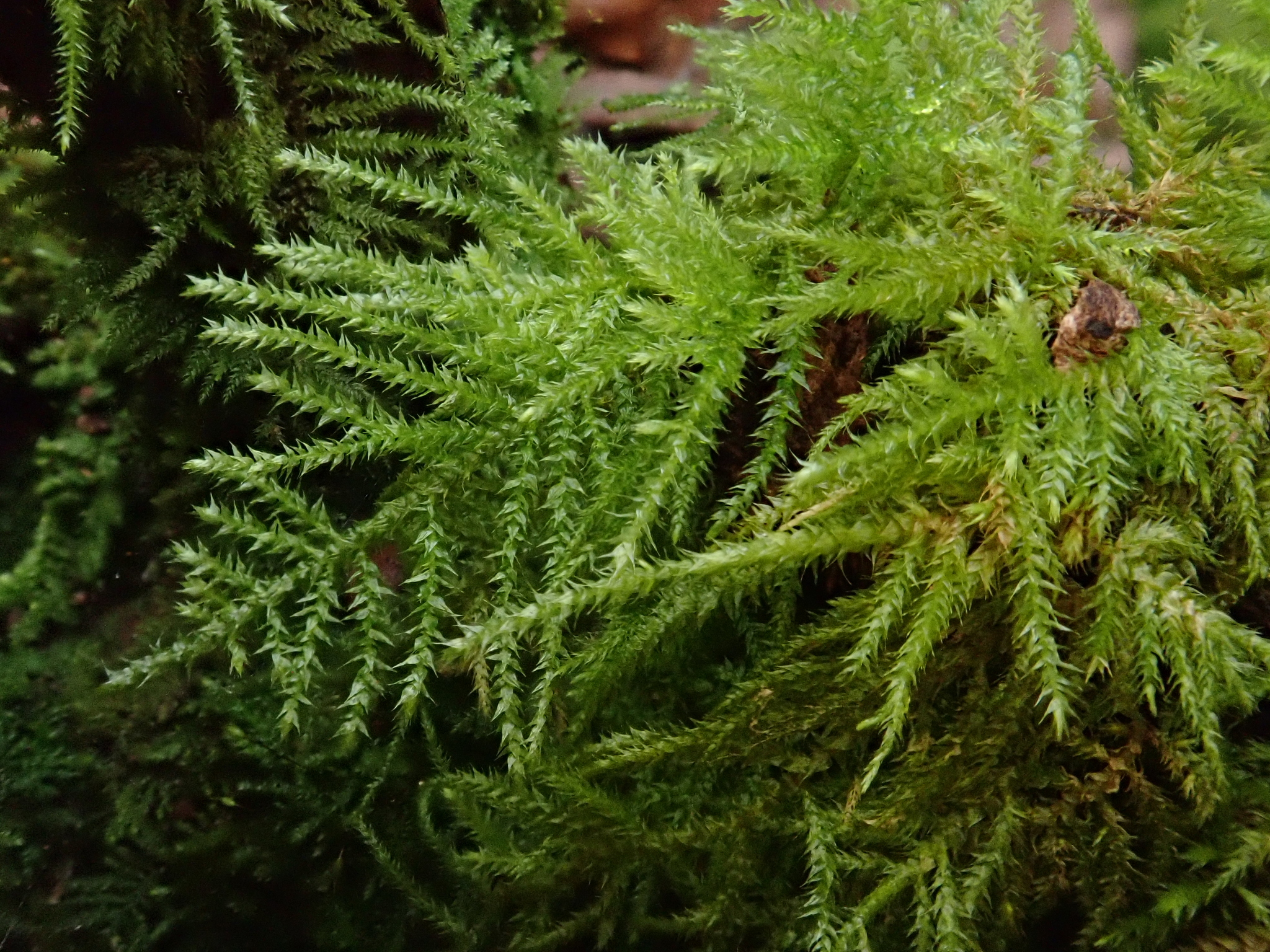 Kindbergia praelonga