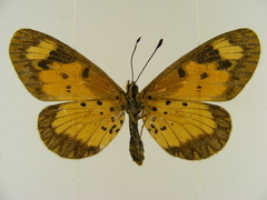 Acraea acerata