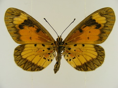 Acraea acerata