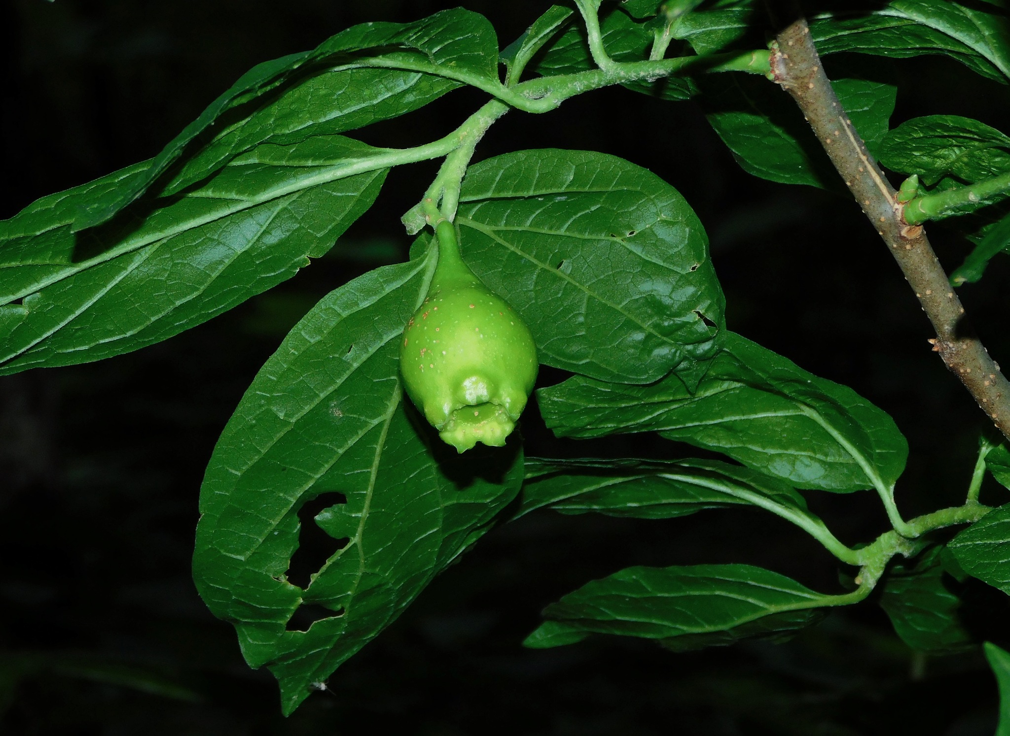 Pyrularia pubera