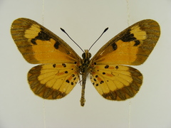 Acraea acerata