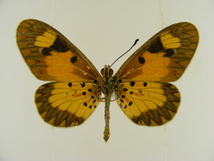Acraea acerata