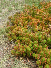 Sedum × rubrotinctum