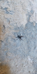Nyssus albopunctatus