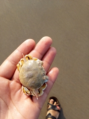 Matutidae